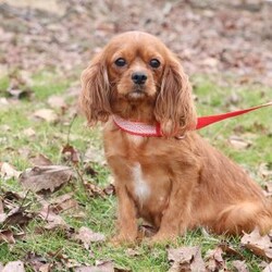 Gene/Cavapoo									Puppy/Female	/7 Weeks,Meet our sweet and playful Cavapoo puppy named Gene! She is a delightful girl that is filled with charm, she has already stolen our hearts with her playful personality and affectionate nature. She has a beautiful coat that’s perfect for cuddling, and her expressive eyes are full of curiosity and mischief. Whether she’s playing with her favorite toys or snuggling up for a nap, this little girl is just a ray of sunshine:) She would be the perfect addition to any loving home!