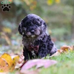 Arthur/Cockapoo									Puppy/Male	/6 Weeks,Meet Arthur, a sweet and playful Cockapoo with a heart full of love! His soft, wavy coat is perfect for snuggles, and his gentle nature makes him an ideal companion for any family. He loves to play, explore, and cuddle up after a fun-filled day. With his cheerful personality and affectionate demeanor, he’ll bring joy to an ordinary day. He is receiving lots of attention and care, ensuring he’s not only well-socialized but also incredibly loving and adaptable. His early experiences will help him develop into a confident and playful pup!