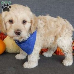 Lenny/Cockapoo									Puppy/Male	/7 Weeks,Prepare to fall in love!!!  My name is Lenny and I’m the sweetest little F1 cockapoo and I would love to come home with you!!!! One look into my warm, loving eyes and at my silky soft coat and I’ll be sure to have captured your heart already! I’m very happy, playful and very kid friendly and I would love to fill your home with all my puppy love!! I am full of personality, and ready for adventures! I stand out way above the rest with my beautiful buff colored coat!!… I will come to you vet checked head to tail, microchipped and I am up to date on all vaccinations and dewormings. I come with a 1-year guarantee with the option of extending it to a 3-year guarantee and shipping is available! My mother is Allie , a 25#chocolate merle cocker spaniel with a heart of gold and my father is Zeke,our 10# playful and kid friendly mini poodle… and he has also been genetically tested clear!  I will grow to approx. 15-18# and I will be hypoallergenic and nonshedding! !!… Why wait when you know I’m the one for you? Call or text Martha to make me the newest addition to your family and get ready to spend a lifetime of tail wagging fun with me! (7% sales tax on in home pickups) 