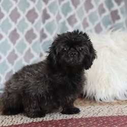 Colton/Shih Tzu									Puppy/Male	/6 Weeks,Meet Colton! He is an adorable AKC Shihtzu with a charming personality and a soft coat that’s perfect for cuddles! Shihtzus are known for their loving and devoted nature. They form strong bonds with their families and are often referred to as “lap dogs” due to their love for being close to their owners. This little guy enjoys playful activities, outdoor adventures, and cozy naps. His affectionate temperament will bring endless joy to his new family! 