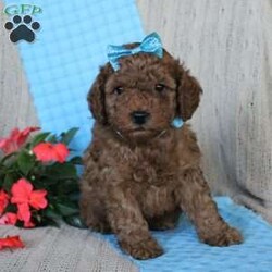 Braden/Mini Goldendoodle									Puppy/Male	/6 Weeks,Looking for a lovable Mini Goldendoodle baby with a gentle heart and playful spirit? You need to meed Braden! This little cutie is up to date on shorts and dewormer and vet checked! The mother Betty is a Mini Goldendoodle and the father Reno is a Mini Poodle. If you are searching for a well socialized puppy to snuggle and love contact us today!