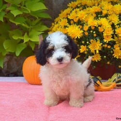 Twinkle/Mini Bernedoodle									Puppy/Female	/August 9th, 2024