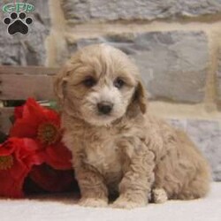 Holly/Cavapoo									Puppy/Female	/August 23rd, 2024,Hey!I’m Holly,a adorable pup who can’t wait to become a cherished member of your family. I’m vet checked and up to date on shots and dewormer ensuring you that I’m well prepared for my new home.