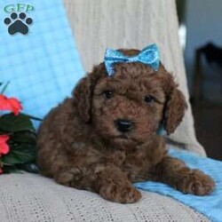 Braden/Mini Goldendoodle									Puppy/Male	/6 Weeks,Looking for a lovable Mini Goldendoodle baby with a gentle heart and playful spirit? You need to meed Braden! This little cutie is up to date on shorts and dewormer and vet checked! The mother Betty is a Mini Goldendoodle and the father Reno is a Mini Poodle. If you are searching for a well socialized puppy to snuggle and love contact us today!