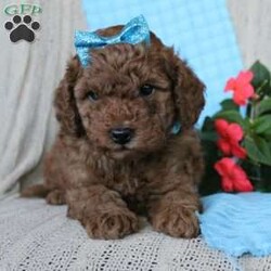 Braden/Mini Goldendoodle									Puppy/Male	/6 Weeks,Looking for a lovable Mini Goldendoodle baby with a gentle heart and playful spirit? You need to meed Braden! This little cutie is up to date on shorts and dewormer and vet checked! The mother Betty is a Mini Goldendoodle and the father Reno is a Mini Poodle. If you are searching for a well socialized puppy to snuggle and love contact us today!