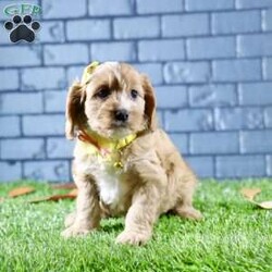 Sophie/Cavapoo									Puppy/Female	/7 Weeks,Sophie is a stunning female Cavapoo that perfectly captures the essence of friendliness and charm. With her beautiful red coat, she stands out in any crowd.