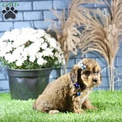 Rhett/Cavachon									Puppy/Male	/9 Weeks,Meet Rhett, a gorgeous fluffy Cavachon male puppy. This endearing bundle of joy boasts a charming personality that perfectly complements his stunning appearance. With soft, luxurious fur and a playful demeanor, Rhett is the ideal companion for families and individuals alike.