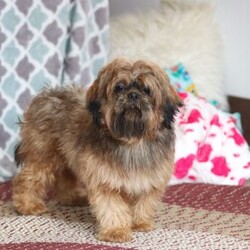 Colton/Shih Tzu									Puppy/Male	/6 Weeks,Meet Colton! He is an adorable AKC Shihtzu with a charming personality and a soft coat that’s perfect for cuddles! Shihtzus are known for their loving and devoted nature. They form strong bonds with their families and are often referred to as “lap dogs” due to their love for being close to their owners. This little guy enjoys playful activities, outdoor adventures, and cozy naps. His affectionate temperament will bring endless joy to his new family! 