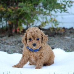 Sam/Forever									Puppy/Male	/7 Weeks,Sam is sweet cute and cuddly . Raised with lots of TLC and very well socialized he would make outstanding family pet and loveable little companion and he will go home with a bag of food and a toy We also do shipping 