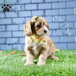 Sophie/Cavapoo									Puppy/Female	/7 Weeks,Sophie is a stunning female Cavapoo that perfectly captures the essence of friendliness and charm. With her beautiful red coat, she stands out in any crowd.