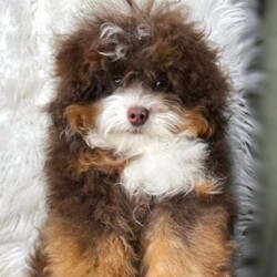 Rigatoni- micro/Mini Bernedoodle									Puppy/Female	/10 Weeks,Rigatoni is a Chocolate Tri Merle Micro Bernedoodle with 1 green and 1 blue eye! She is expected to weigh around 15-25lbs full grown!