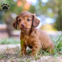 Kane/Dachshund									Puppy/Male	/7 Weeks,Meet Kane! He is an incredibly sweet and loveable AKC registered Miniature Dachshund puppy. He loves if someone spends time to play with him or gives him belly rubs. Dachshunds make wonderful family pets, they are known for their lively and courageous nature, they are often described as intelligent, curious and independent dogs. We hope to find a family that will love Kane as much as we do!