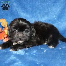 Xavier/Teddy Bear									Puppy/Male	/9 Weeks,Meet Xavier a handsome black first generation Shichon who is started on potty training and crate training. This cutie is started on potty training & crate training!  This little coal colored puppy will not have any health issues that will adversely affect their health. While other Teddy Bear Puppies may suffer from health issues as they age, this pup will have no predispositions to health concerns!  Each pup in this litter is up to date on shots and dewormer and vet checked! We offer the option for microchipping and a 1 Year Genetic Health Guarantee! 