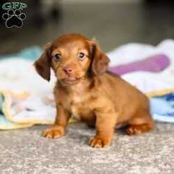 Kane/Dachshund									Puppy/Male	/7 Weeks,Meet Kane! He is an incredibly sweet and loveable AKC registered Miniature Dachshund puppy. He loves if someone spends time to play with him or gives him belly rubs. Dachshunds make wonderful family pets, they are known for their lively and courageous nature, they are often described as intelligent, curious and independent dogs. We hope to find a family that will love Kane as much as we do!