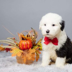 Kennedy/Old English Sheepdog									Puppy/Male	/7 Weeks,Meet Kennedy, a sweet Old English Bulldog with a big heart, ready to be your loyal companion! Raised in a loving family environment, Kennedy is used to plenty of attention and play. He’s already been vet checked and is up to date on all his vaccines and dewormer, so you know he’s in great health. He’s also microchipped for added peace of mind. Kennedy is looking for a forever home where he can share his love and playful spirit. Don’t miss the chance to welcome him into your family!