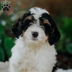 Quincy/Mini Bernedoodle									Puppy/Female	/11 Weeks,Meet our adorable mini Bernedoodle Quincy.she is so lovable and cute and is raised on our family farm around small children.She is vet checked,and is up to date on her vaccinations and deworming and also comes with a 30 day health guarantee.Her mom is a 40 lb mini bernedoodle and her father is a 25 lb mini benedoodle.If you are interested in adopting this lovable little puppy feel free to call or email anytime.We are closed on Sundays)