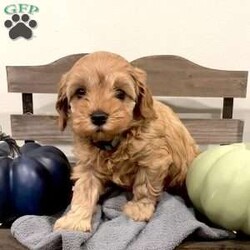 Clove/Cavapoo									Puppy/Female	/September 7th, 2024,Meet Clove, the tiny bundle of joy with floppy ears and a wagging tail! This playful puppy loves to snuggle and play. Clove is being raised in a loving home, exposed to children often, and interacts well with other dogs. She is adorable in every way, and her sweet eyes can convince you that you have a moment to slow down and snuggle. Could you be Clove’s forever home? Please reach out for more photos and videos!