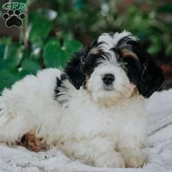 Quincy/Mini Bernedoodle									Puppy/Female	/11 Weeks,Meet our adorable mini Bernedoodle Quincy.she is so lovable and cute and is raised on our family farm around small children.She is vet checked,and is up to date on her vaccinations and deworming and also comes with a 30 day health guarantee.Her mom is a 40 lb mini bernedoodle and her father is a 25 lb mini benedoodle.If you are interested in adopting this lovable little puppy feel free to call or email anytime.We are closed on Sundays)