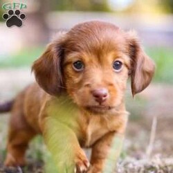 Kane/Dachshund									Puppy/Male	/7 Weeks,Meet Kane! He is an incredibly sweet and loveable AKC registered Miniature Dachshund puppy. He loves if someone spends time to play with him or gives him belly rubs. Dachshunds make wonderful family pets, they are known for their lively and courageous nature, they are often described as intelligent, curious and independent dogs. We hope to find a family that will love Kane as much as we do!