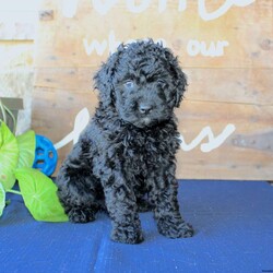 Kathy/Mini Labradoodle									Puppy/Female	/6 Weeks,Are you searching for a Mini Labradoodle who will have a hypoallergenic coat and feel soft and snuggly like a Poodle? We have been specializing in multigenerational Mini Labradoodles for years and have finally perfected the coat textures of our puppies so that you can enjoy the happy go lucky personality of the Labrador with the convenience of the Poodle coat! Our puppies come up to date on shots and dewormer and will be vet checked before they leave. We offer a 1 Year Genetic Health Guarantee as well! If you are looking for the perfect pup this fall contact us today! 