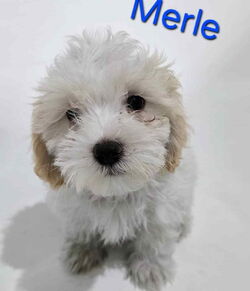 Merle/Maltese/Male/Baby