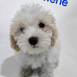 Adopt a dog:Merle/Maltese/Male/Baby,PLEASE READ EVERYTHING before applying.

The 5 fluffy pups are from mama Stich (also available) who is said to be a 1 yr old Shih-Tzu Poodle mix. The previous owners said dad was a Maltipoo, but we never saw dad.

Puppies are 9 weeks old today.

2 sets shots and wormed spayed or neutered and microchipped

Adoption fee for these will be our 