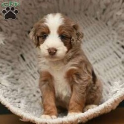 Bentley/Mini Aussiedoodle									Puppy/Male	/6 Weeks,To contact the breeder about this puppy, click on the “View Breeder Info” tab above.