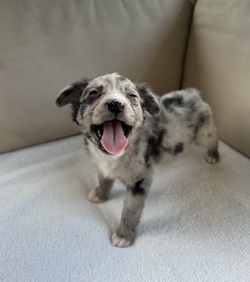 Adopt a dog:Mylie/Australian Shepherd/Female/Baby,Meet Mylie! This absolutely adorable girl currently weighs 4 pounds and is about 8-9 weeks old. She is a small Australian Shepherd mix. It's suspected that both parents are Aussie but with rescue it's always a guess! 

(We also have Cyrus, her brother so check out our other listings) 

Miley is a precious, very soft, little sweet baby ready for a family. She was rescued along with her brother from a scary hoarding situation. She is so soft and cute! 

Sweet Miley has a very gentle and affectionate personality and loves to play with her foster siblings and toys. Of course, she will need patience as she learns the ropes with potty training, crate training, and all of the normal puppy things. We are proud that she uses potty pads like a champ! 

The adoption fee is $600 and includes age appropriate vaccines (DAPP with boosters, Bordetella, Rabies if old enough), multiple broad spectrum deworming treatments, spay/neuter  *if old enough, flea & heart worm prevention while in our care, a microchip with free lifetime registration, a collar or harness, treats, squeaky toy, a discount on pet insurance and coupons for Petco!

*When adopting one of our puppies too young for spay/neuter, the adopter shall complete a spay/neuter contract to have the puppy spay/neutered before 6 months of age at adopters' expense. The microchip will remain registered to the rescue until proof of spay/neuter is provided. 

We facilitate adoptions across the US from Houston, Tx. for a small additional fee $300 which includes a health certificate by a licensed vet deeming the pup healthy for travel. Our pups travel in comfort with 24/7 care on licensed transport vehicles including buses and cargo vans. If available, private planes or in cabin on Southwest Airlines (if small enough to fit in carrier under seat).

We go above and beyond to provide unparalleled care for our pets. Our commitment to comprehensive medical care sets us apart. We've received glowing feedback from veterinarians who commend our dedication to ensuring the health and well-being of every animal in our care.

This puppy is from a part of the US where puppies are regularly euthanized. So, this puppy needs you! If you choose a puppy from this rescue, it saves their life AND it also allows us to save the life of another in its place.

A puppy is discovering their personality with each passing day. We pride ourselves in being able to give you good personality and behavioral information to help ensure this baby is the right fit for you. You are also welcome to do a Facetime call to meet your new baby before signing the adoption contract! 

We require a commitment from adoptive families to crate train their new puppy starting immediately when arriving at their new home, which will help with potty training, energy management, and the overall development of a well-rounded adult dog. You will be guaranteed to get lots of kisses in return from your new best friend!

Adoption Application Link:
https://rescuetexas.org/adoption

Any questions? Please email: rescuetexasdogs@gmail.com it may take several days to get a response. If you really are interested, please complete an application because having an application on file receives response priority. 

We understand that our adoption fees may be higher than some other organizations and shelters but we believe that quality care is worth the investment. By choosing Rescue Texas, you're not just welcoming a new furry friend into your home you're investing in their lifelong health and happiness. You are also supporting the medical treatment of our medical cases from abuse and cruelty cases. 

The Greater Houston area has the highest stray and overpopulation rates in the nation. Rescue Texas is on a mission to make a difference. As a nonprofit dog rescue, we are boots on the ground working hand in hand with the community to combat this crisis. Our goal is simple: to reduce the homeless pet population through community outreach, spay and neuter education, and by rescuing dogs of all breeds from the streets or overcrowded shelters, where euthanasia due to lack of space is often the only option. The dog you've found online is not only lucky to be in our program, but also incredibly fortunate to have caught your eye. Your interest and support mean the world to us and to the animals we save. Thank you for considering adoption and for joining us in our mission to give every animal a chance at a happy and loving home!

Our rescue is dedicated to making a difference. We provide individualized socialization, training guidance, and support based on the dogs needs to ensure a smooth transition for both pet and owner. 

Follow our rescue journey and connect with us on our website and social media platforms. Together, we can make a difference!

https://www.rescuetexas.org/
https://www.facebook.com/rescuetx

Ready to welcome a new furry friend into your life? APPLY TODAY and become a hero for pets in need!

DISCLAIMER- Breed type is determined based on general appearance and behavioral characteristics and cannot be guaranteed. 