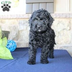 Kathy/Mini Labradoodle									Puppy/Female	/6 Weeks,Are you searching for a Mini Labradoodle who will have a hypoallergenic coat and feel soft and snuggly like a Poodle? We have been specializing in multigenerational Mini Labradoodles for years and have finally perfected the coat textures of our puppies so that you can enjoy the happy go lucky personality of the Labrador with the convenience of the Poodle coat! Our puppies come up to date on shots and dewormer and will be vet checked before they leave. We offer a 1 Year Genetic Health Guarantee as well! If you are looking for the perfect pup this fall contact us today! 