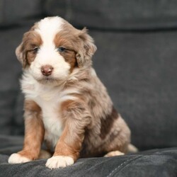 Bentley/Mini Aussiedoodle									Puppy/Male	/6 Weeks,To contact the breeder about this puppy, click on the “View Breeder Info” tab above.