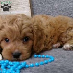 Tucker/Cavapoo									Puppy/Male	/8 Weeks,Hi, im a Cavapoo puppy. I am looking forward to meeting you! I am up to date with my immunizations, my wormer medications, and I have a Micro-chip so that I can be easily identified if I ever become lost! 