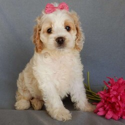 Jada/Cockapoo									Puppy/Female	/10 Weeks,Prepare to fall in love!!! My name is Jada and I’m the sweetest little F1 cockapoo looking for my furever home! One look into my warm, loving eyes and at my silky soft coat and I’ll be sure to have captured your heart already! I’m very happy, playful and very kid friendly and I would love to fill your home with all my puppy love!! I am full of personality, and ready for adventures! I stand out above the rest with my beautiful fluffy apricot and white colored coat!!… I will come to you vet checked, microchipped and up to date on all vaccinations and dewormings . I come with a 1-year guarantee with the option of extending it to a 3-year guarantee and shipping is available! My mother is Ariel, our sweet 18# AKC red and white cocker spaniel with a heart of gold and my father is Nimbo, a 13# genetically tested chocolate merle mini poodle ! Both of the parents are on the premises and available to meet! Why wait when you know I’m the one for you? Call or text Martha to make me the newest addition to your family and get ready to spend a lifetime of tail wagging fun with me! (7% sales tax on in home pickups)