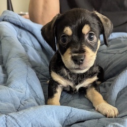 Rocky/Dachshund/Male/Baby