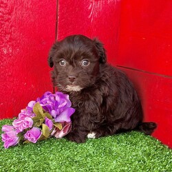 Gabby/Havapoo									Puppy/Female	/9 Weeks