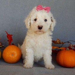 Pixie/Mini Goldendoodle									Puppy/Female														/10 Weeks,Prepare to fall in love !!! My name is Pixie and I’m the sweetest little F1b mini goldendoodle looking for my furever home! One look into my warm, loving eyes and at my silky soft coat and I’ll be sure to have captured your heart already! I’m very happy, playful and very kid friendly and I would love to fill your home with all my puppy love!! I am full of personality, and I give amazing puppy kisses! I stand out way above the rest with my beautiful white coat with red markings ! I will come to you vet checked, microchipped and up to date on all vaccinations and dewormings . I come with a 1-year guarantee with the option of extending it to a 3-year guarantee and our puppies also come with 30 days of pet insurance! My mother is Sophie, our 40#mini goldendoodle with a heart of gold and my father is Zeke, our 10# happy and playful apricot and white poodle and he has been genetically tested!  I will grow to approx 22-26# and I will be hypoallergenic and nonshedding! Why wait when you know I’m the one for you? Call or text Martha to make me the newest addition to your family and get ready to spend a lifetime of tail wagging fun with me! (7% sales tax on in home pickups)