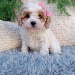 Nova/Cavapoo									Puppy/Female	/8 Weeks,Meet Nova! She is an adorable and sweet Cavapoo puppy! She loves cuddles and all the attention! She is up to date on vaccines, and deworming. And has had a clear vet check done. For more information call or text Mary Sue. A $200 deposit will reserve her and is nonrefundable. 