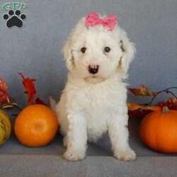 Pixie/Mini Goldendoodle									Puppy/Female														/10 Weeks,Prepare to fall in love !!! My name is Pixie and I’m the sweetest little F1b mini goldendoodle looking for my furever home! One look into my warm, loving eyes and at my silky soft coat and I’ll be sure to have captured your heart already! I’m very happy, playful and very kid friendly and I would love to fill your home with all my puppy love!! I am full of personality, and I give amazing puppy kisses! I stand out way above the rest with my beautiful white coat with red markings ! I will come to you vet checked, microchipped and up to date on all vaccinations and dewormings . I come with a 1-year guarantee with the option of extending it to a 3-year guarantee and our puppies also come with 30 days of pet insurance! My mother is Sophie, our 40#mini goldendoodle with a heart of gold and my father is Zeke, our 10# happy and playful apricot and white poodle and he has been genetically tested!  I will grow to approx 22-26# and I will be hypoallergenic and nonshedding! Why wait when you know I’m the one for you? Call or text Martha to make me the newest addition to your family and get ready to spend a lifetime of tail wagging fun with me! (7% sales tax on in home pickups)