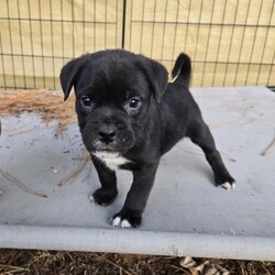 Adopt a dog:me/English Bulldog/Male/Baby,ADOPT ME ONLINE: https://ophrescue.org/dogs/13894

Hi Im Barnabas (The Vintage Litter)!
I've got the whole packagebrains, heart stopping good looks and dont forget my 'sourmug' face with loads of raw talentand I'm ready to use them. Teach me, praise me and I guarantee I'll make you proud at home, on walks, and meeting new friends. When Im not admiring your every move, Id love to be playing with other dogs. So, what do you say?
Who doesnt like to cuddle up with a friendly but dignified pup like me and watch TV? 
Wanna be besties? Then click that Adopt Me button and fill out my application!

- I need someone who won't leave me home alone for more than 4 hours, at least not until I am older. The older I am, the more I can stay home alone. I just don't want you to get mad at me if I have accidents or chew things I'm not supposed to when you leave me for too long. I'm a puppy, so I get bored quickly and when I'm bored I could get in trouble.
- I am looking for my forever home, not my for right now home. So as I get bigger I need someone to teach me how to be the best dog I can be. I am young and still learning. You may want to teach me some new tricks like sit, stay, etc. Professional training will help me bond with you. That sounds like fun!
- I saved the most important for last. I am hoping my new mom or dad will snuggle with me, play with me and love me forever and ever!
Please note that because this puppy is so young, it has only received 2 of the required 3 puppy distemper vaccines. This is very IMPORTANT because it means that the immune system will not be fully functioning until about 16 weeks of age. Until then, the puppy MUST stay out of public places where it could be exposed to the germs of other dogs. These no puppy zones include all pet stores, dog parks, and for apartment dwellers, areas used by other dogs. These requirements are strictly for the puppys medical safety and longevity.
This puppy is microchipped and up to date on age appropriate vaccines and monthly preventatives.

To adopt fill out the simple online application at https://ophrescue.org 
Operation Paws for Homes, Inc. (OPH) rescues dogs and cats of all breeds and ages from high-kill shelters in NC, VA, MD, and SC, reducing the numbers being euthanized. With limited resources, the shelters are forced to put down 50-90% of the animals that come in the front door. OPH provides pet adoption services to families located in VA, DC, MD, PA and neighboring states. OPH is a 501(c)(3) organization and is 100% donor funded. OPH does not operate a shelter or have a physical location. We rely on foster families who open their homes to give love and attention to each pet before finding a forever home.All adult dogs, cats, and kittens are altered prior to adoption. Puppies too young to be altered at the time of adoption must be brought to our partner vet in Ashland, VA for spay or neuter paid for by Operation Paws for Homes by 6 months of age. Adopters may choose to have the procedure done at their own vet before 6 months of age and be reimbursed the amount that the rescue would pay our partner vet in Ashland.