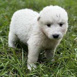 Adopt a dog:Tomy/Great Pyrenees/Male/Baby,Introducing Axel: Your Fluffy Adventure Buddy!

? Age: 6 weeks
? Breed: Great Pyrenees

Meet Axel, the lovable Great Pyrenees puppy who’s all about sleeping, eating, playing, and repeating! This little fluffball adores being around people and is always ready for cuddles and fun.

Axel has grown up in a lively environment, happily coexisting with other dogs, cats, and even chickens! He thrives in a family setting and will flourish in a home with a large yard where weekend adventures are the norm.

If you’re looking for a sweet, playful companion to share your life and adventures with, Axel is the perfect match! Are you ready to give him the loving home he deserves? ???