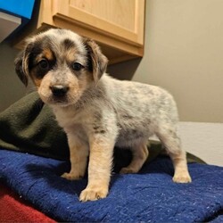 Roz/Mixed Breed/Female/Baby Adopt a dog:Roz/Mixed Breed/Female/Baby,My foster mom has been playing Monster ink for us, since the day we were born. So she thought what better way to gain our names by using those from the movie.
I'm cuddle but, who love to her humans. Learning how to be a dog and looking forward to joining my family for the upcoming Holidays.
Like to come meet me? We are looking to start setting up meet and greets after Nov 11 and should be able to join our family on our around Nov 23.
Application are accepted at SFCVA.org
Adoption free is $350 include spay Microchip age appropriate vaccines, flea/tick and Heart-worm preventative.