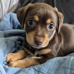 Ranger/Dachshund/Male/Baby