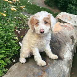 Adopt a dog:Ellen/Poodle/Female/Baby,You can fill out an adoption application online on our official website.Meet Ellen - an extraordinary 9.5-week-old Labradoodle with a heart as boundless as her spirit. Born on August 25, 2024, Ellen is named after the brave and resilient Blind Fair Ellen of Sunnybank, a story that beautifully mirrors her own journey. This tale by Albert Payson Terhune is worth a read, but Ellen's story is one you'll feel with every beat of your heart.
Ellen isn't just a typical Labradoodle - she embodies courage and joy in the face of challenges. Weighing just over 7 pounds at eight weeks old, she's expected to grow to around 30-50 pounds. Despite being born blind and deaf, Ellen's world is not defined by limitations; it's one of discovery and love. Her veterinarians confirm that while she cannot see and can possibly only hear minimally, Ellen is not in pain. Instead, she embraces each day with tail-wagging curiosity.
Can a dog like Ellen be trained? The answer is a resounding yes. With a gentle, patient approach, Ellen can learn through touch, vibration, and subtle cues like the stomp of a foot or the soft blow of air. It may take time, but every shared success will be an unforgettable moment of connection.
Ellen has shown that she can thrive among her canine friends. Living with a group of dogs in her foster home, she's playful and resilient, though she sometimes bumps into others or explores a little too eagerly. A patient, friendly dog who enjoys companionship would be the perfect match for Ellen - one who can accept her quirks and join her in joyful play.
Safety and freedom for Ellen come with fenced yards and watchful eyes. In her foster home, she's already learned to navigate her surroundings, finding her way through the dog door to go outside and rarely making the same mistake twice. Her intelligence and sense of smell guide her brilliantly; she even knows to seek out the comfort of her foster family's laundry when she needs security. If Ellen ever goes missing from sight, a peek into the laundry basket reveals her snoozing contentedly.
Astonishingly, Ellen has mastered much for her young age. Housetraining has seen great strides, as she learns to go outside on her own or signal when she needs help. She is beginning to understand cues like 