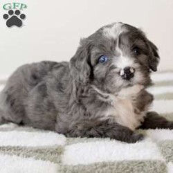 Autumn/Bernedoodle									Puppy/Female	/6 Weeks,Meet Autumn! F1 standard size blue merle girl with a beautiful soft hair coat and stunning light and navy mixed/marbled blue eyes. Estimated full grown weight 60 lbs. Both parents are OFA certified and genetically health tested. Autumn will come home with her health record, two year genetic health guarantee, CKC registration app, wellness exam copy, 30 day free offer Trupanion insurance, littermate scented blanket and will be utd on her shots and dewormings. Contact us for more info including pics/videos or setup a time for FaceTime. 