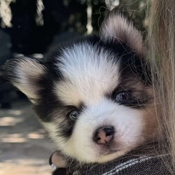 Saint/Pomsky									Puppy/Male	/7 Weeks,Toy sized black and white Pomsky puppy with 2 blue eyes and very calm, loving, and playful temperament. Beautiful fluffy wooly coat. 