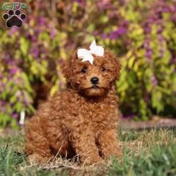 Reagon/Maltipoo									Puppy/Female	/7 Weeks,Meet Reagon, our irresistibly charming Maltipoo girl who’s as delightful as she is adorable! With her soft, fluffy coat and soulful eyes, she’s a tiny bundle of joy ready to steal your heart. Her playful personality and affectionate nature make her utterly endearing—she’s already got us all wrapped around her little paw! This precious pup is microchipped for added peace of mind, has completed her first vet exam, is up-to-date on vaccinations and dewormer, and comes with a six-month Health Guarantee, ensuring she’s healthy and ready to join her forever home.