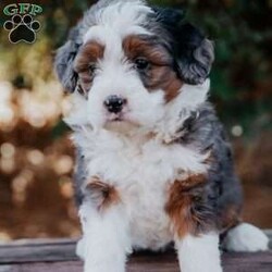 Sunflower/Mini Bernedoodle									Puppy/Female														/8 Weeks,Meet our sweet natured, friendly lil bernedoodles. They are well socialized by our children who take them with them all over the farm! Be it on wagon rides, stroller rides, or even nap time!!