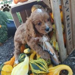 Otis/Cavapoo									Puppy/Male																/10 Weeks,This little guy is absolutely beautiful. He is red and then has the perfect amount of white -all four of his paws have white on it and he has some white on his forehead and some on his chest! very outgoing .would do very well with young kids very gentle !so much fun I love to play with him and cuddle him!He would give kisses all day long! Come see him and us out in the country today!Its beautiful right now