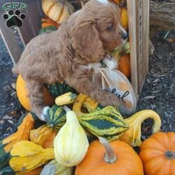 Otis/Cavapoo									Puppy/Male																/10 Weeks,This little guy is absolutely beautiful. He is red and then has the perfect amount of white -all four of his paws have white on it and he has some white on his forehead and some on his chest! very outgoing .would do very well with young kids very gentle !so much fun I love to play with him and cuddle him!He would give kisses all day long! Come see him and us out in the country today!Its beautiful right now