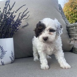 Remi/Maltipoo									Puppy/Female	/8 Weeks,Meet our adorable Maltipoo puppies! As a family of four our goal is to raise happy and healthy puppies! Each puppy is well socialized and played with daily by our children! This pup is up to date on all vaccines and dewormer! It will come with vet papers and a health guarantee! Each puppy comes with its own collar, leash and blanket! Calm or text to reserve this cuddly pup! The mom is a Maltipoo and the dad is a mini poodle!