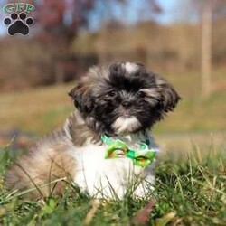 Ace/Shih Tzu									Puppy/Male	/10 Weeks,Introducing Ace! This little boy is an adorable Shihtzu puppy with a heart of absolute gold. He has a stunning, soft coat paired with large brown eyes that will melt your heart the moment you meet him. Shihtzus are known to be affectionate and loyal, they also love playtime and cuddling with their favorite people. They tend to be adaptable to various environments and should have no problem adjusting to their new homes!  